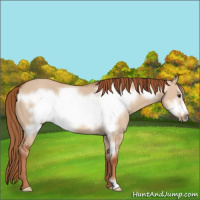 Horse Color:Red Dun Frame