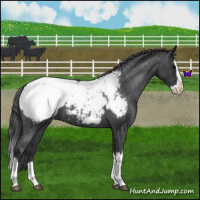 Horse Color:Blue Roan Splash Appaloosa 