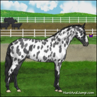 Horse Color:Blue Roan Near Leopard 
