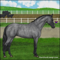 Horse Color:Blue Roan 
