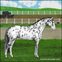 Horse Color:White Spotted Blue Roan Splash Appaloosa 