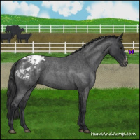 Horse Color:Blue Roan Appaloosa 