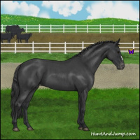 Horse Color:Blue Roan Varnish 