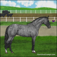 Horse Color:Blue Roan Snowcap 