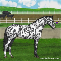 Horse Color:Blue Roan Near Leopard 