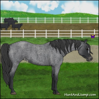 Horse Color:Blue Roan Appaloosa 