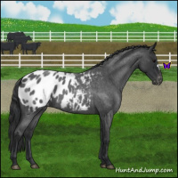 Horse Color:Blue Roan Appaloosa 