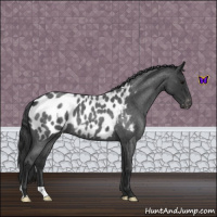 Horse Color:Blue Roan Near Leopard 