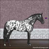 Horse Color:Blue Roan Near Leopard 