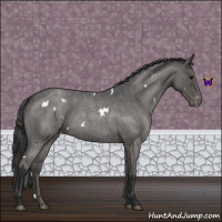 Horse Color:White Spotted Blue Roan Appaloosa 