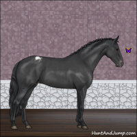 Horse Color:Blue Roan Varnish 