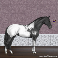 Horse Color:Blue Roan Tobiano Appaloosa 
