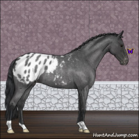 Horse Color:Blue Roan Appaloosa 