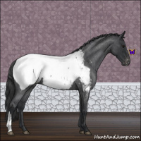 Horse Color:Blue Roan Snowcap 