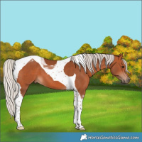 Horse Color:Silver Bay Tobiano 