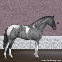 Horse Color:Blue Roan Tobiano Appaloosa 