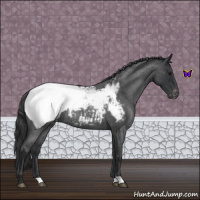 Horse Color:Blue Roan Appaloosa 