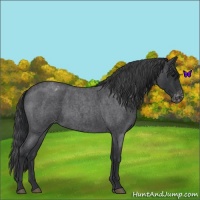 Horse Color:Blue Roan Appaloosa