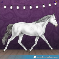 Horse Color:Blue Roan Fewspot 