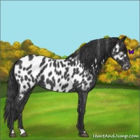 Horse Color:Blue Roan Near Leopard 