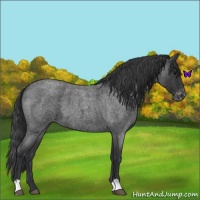Horse Color:Blue Roan Varnish 