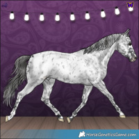 Horse Color:White Spotted Blue Roan Blanket 