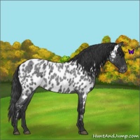 Horse Color:Blue Roan Near Leopard 