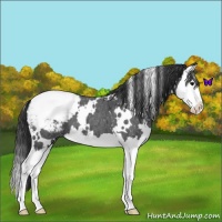 Horse Color:White Spotted Blue Roan Splash Snowcap 