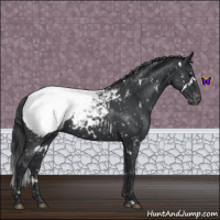 Horse Color:White Spotted Blue Roan Snowcap 