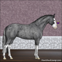 Horse Color:Blue Roan Splash Varnish 
