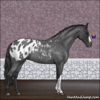 Horse Color:Blue Roan Appaloosa 