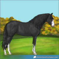 Horse Color:Black 