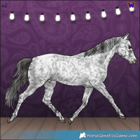 Horse Color:Blue Roan Snowcap 
