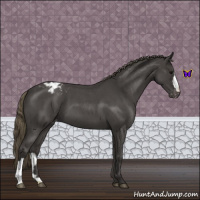 Horse Color:Smoky Blue Roan Appaloosa 
