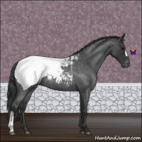 Horse Color:Blue Roan Appaloosa 