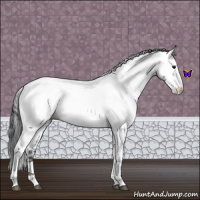 Horse Color:Blue Roan Fewspot 