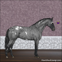 Horse Color:White Spotted Blue Roan Appaloosa