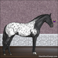 Horse Color:Blue Roan Appaloosa 