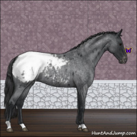Horse Color:Blue Roan Appaloosa 