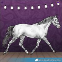 Horse Color:Blue Roan Appaloosa