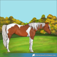 Horse Color:Silver Bay Tobiano 