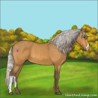 Horse Color:Silver Buckskin 