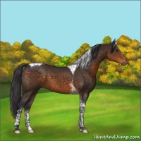 Horse Color:Buckskin Tobiano 