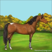 Horse Color:Buckskin Tobiano 