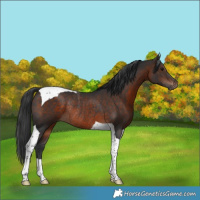 Horse Color:Brown Tobiano Rabicano 