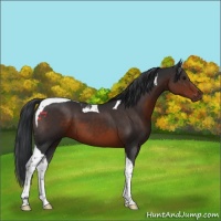 Horse Color:Brown Tobiano 