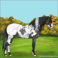 Horse Color:White Spotted Blue Roan Frame Snowcap 