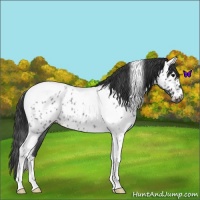 Horse Color:Blue Roan Tobiano Appaloosa 