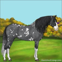 Horse Color:White Spotted Blue Roan Splash Varnish 