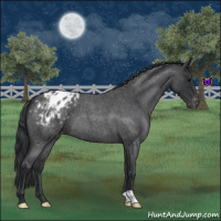 Horse Color:Blue Roan Appaloosa